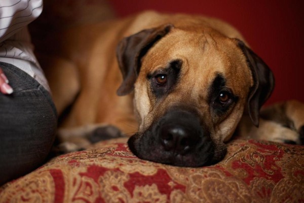 un cane è abbattuto sul divano