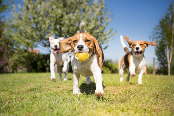 cani giocano al parco