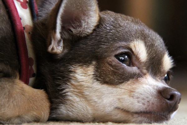 un cane abbattuto