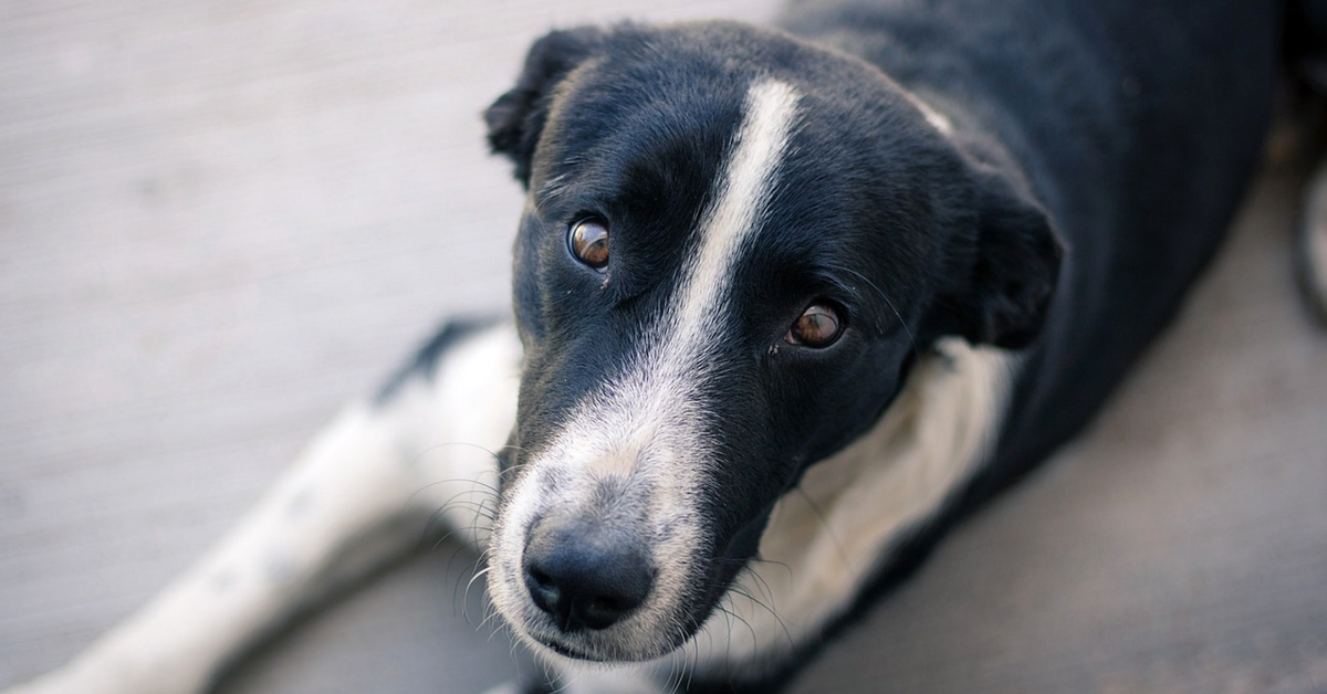 Acari dell’orecchio dei cani: come eliminarli