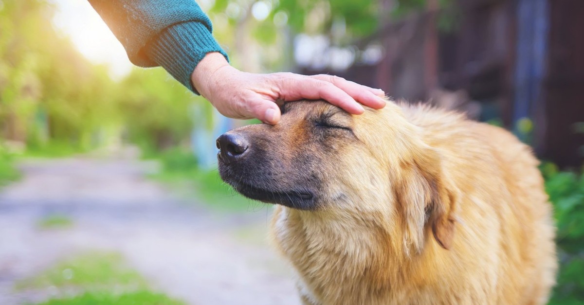 Perché il cane viene se fischi?