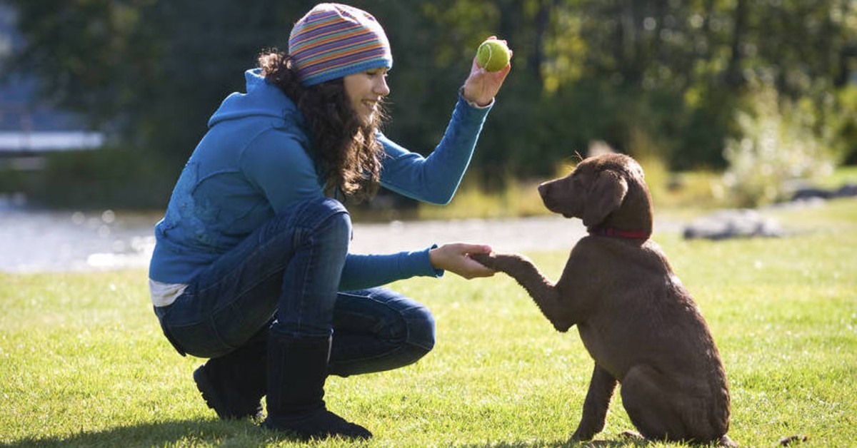 Addestrare il cane a prendere qualcosa: ecco come