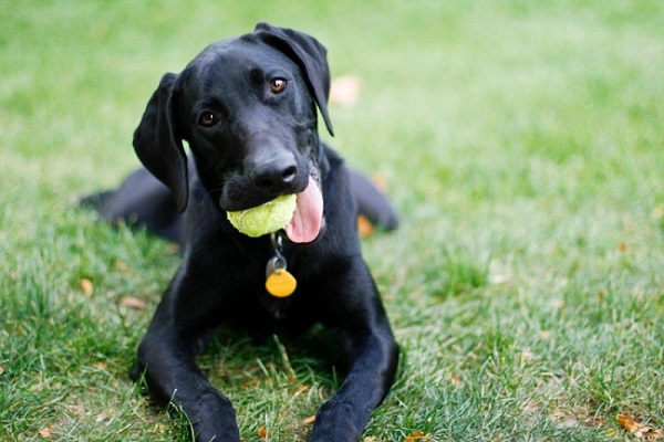 cane con palla da tennis