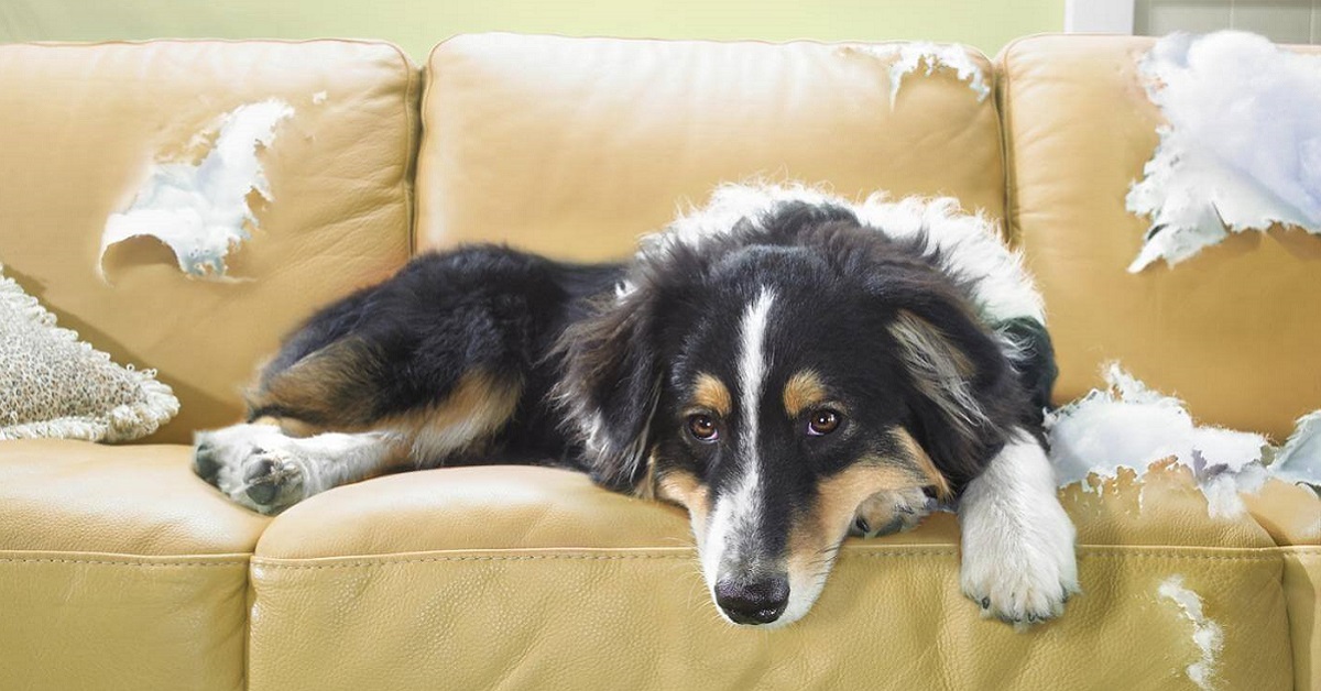 Adolescenza del cane: come si comporta (e come sopravvivere)