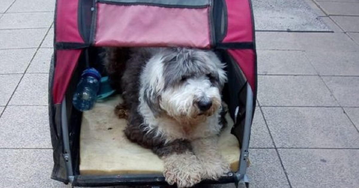 Al cane in fin di vita viene rovinata l’ultima passeggiata da una multa