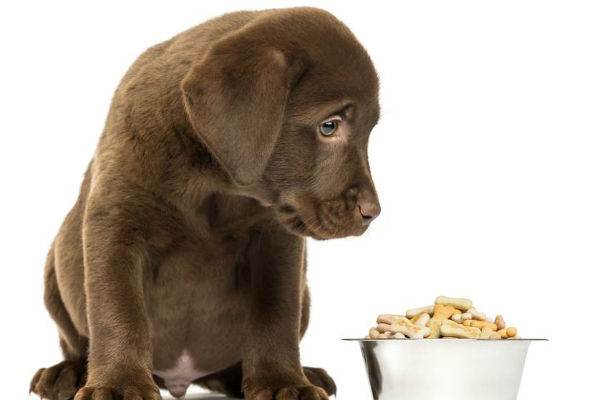 cucciolo di cane