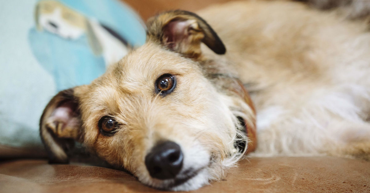 Alimenti per aiutare il cane con un tumore: ecco quali sono