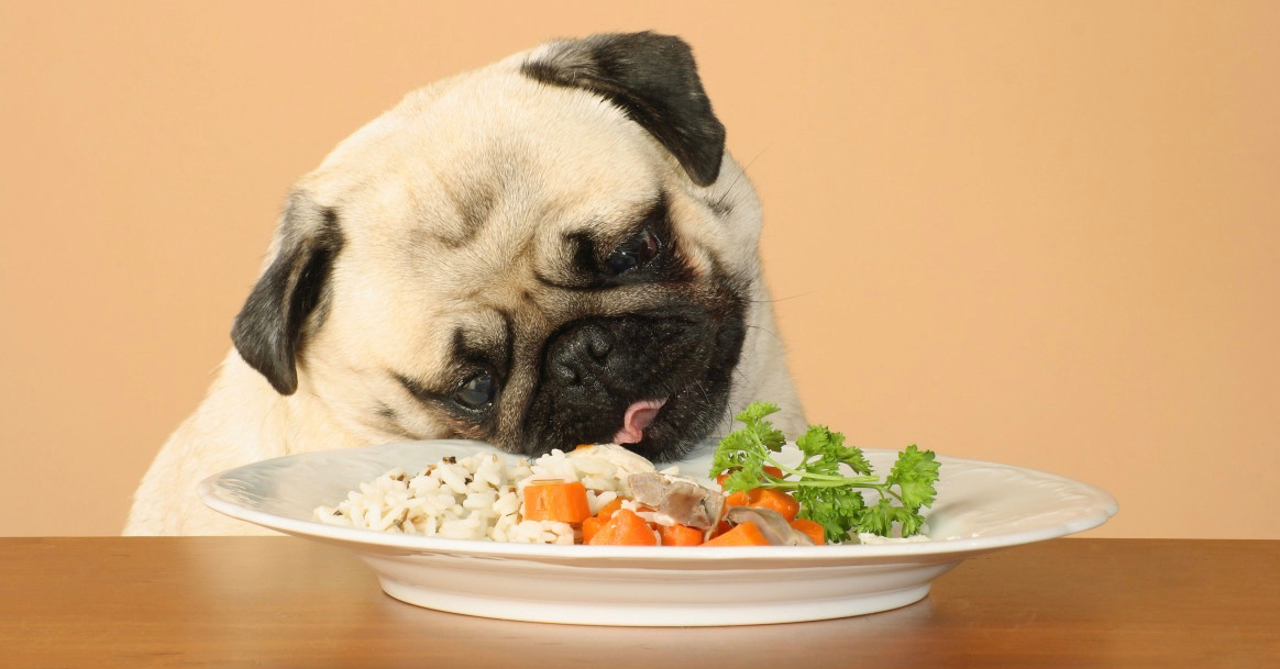 Riso bollito per i cani: come cucinarlo e quali sono i benefici