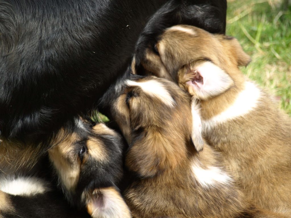 allattamento-cuccioli