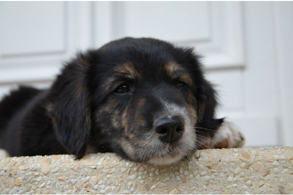 cucciolo di cane