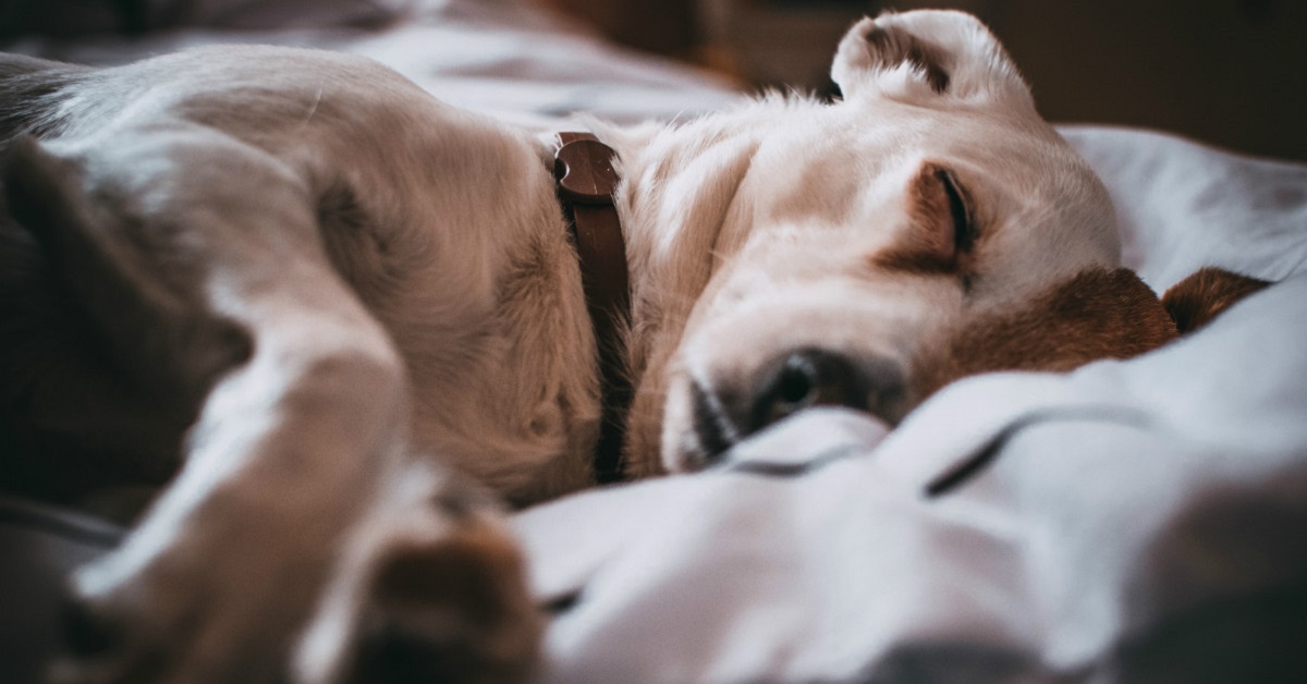 Anemia e midollo osseo del cane: correlazioni e criticità