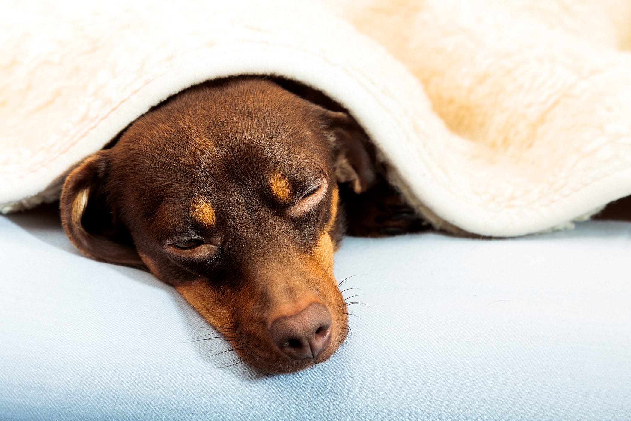 Anemia e sistema immunitario del cane: bisogna preoccuparsi?