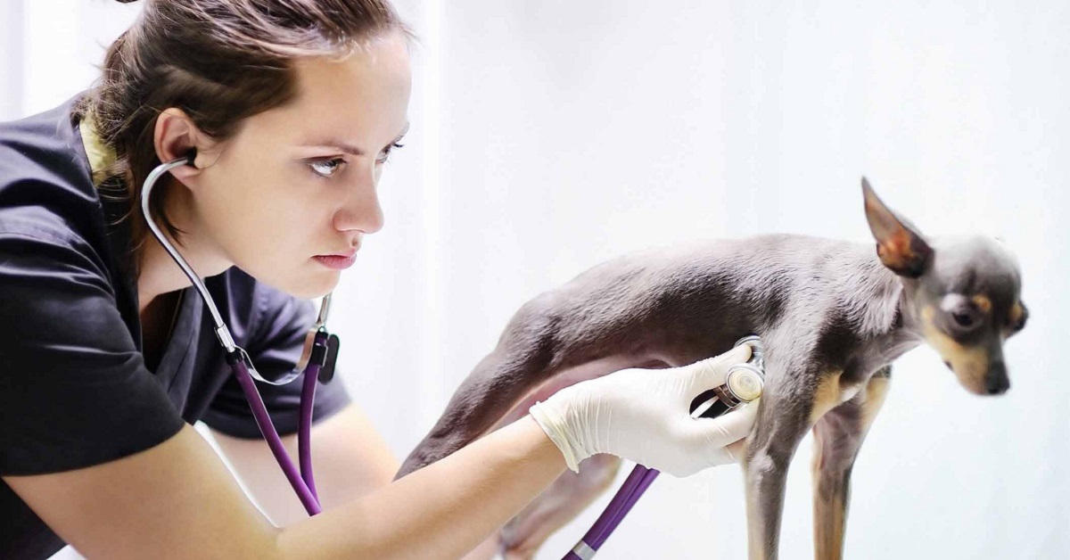 Calcolosi xantina nel cane: cos’è, quali sono le cause e le cure