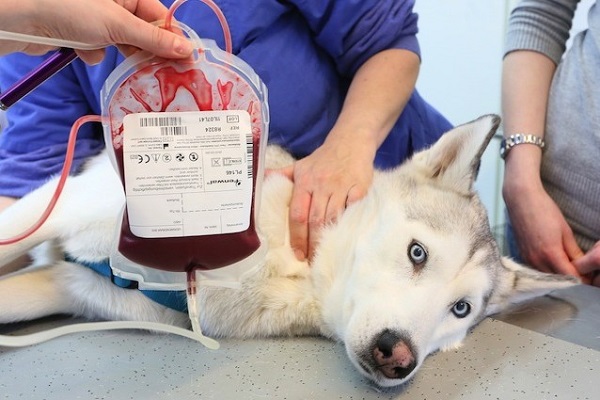 trasfusione a cane husky