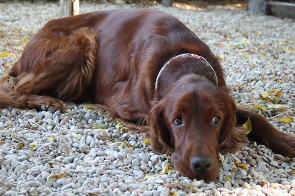 cane marrone accucciato