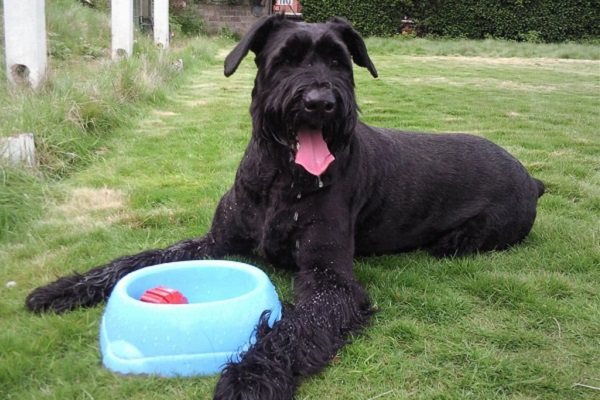 cane schnauzer gigante