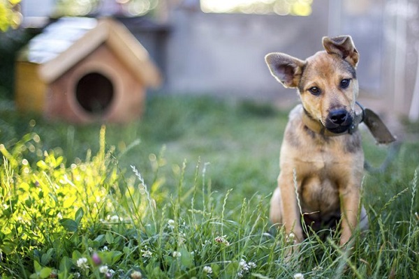 cane in giardino