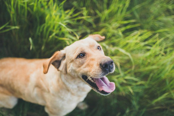 cane in giardino