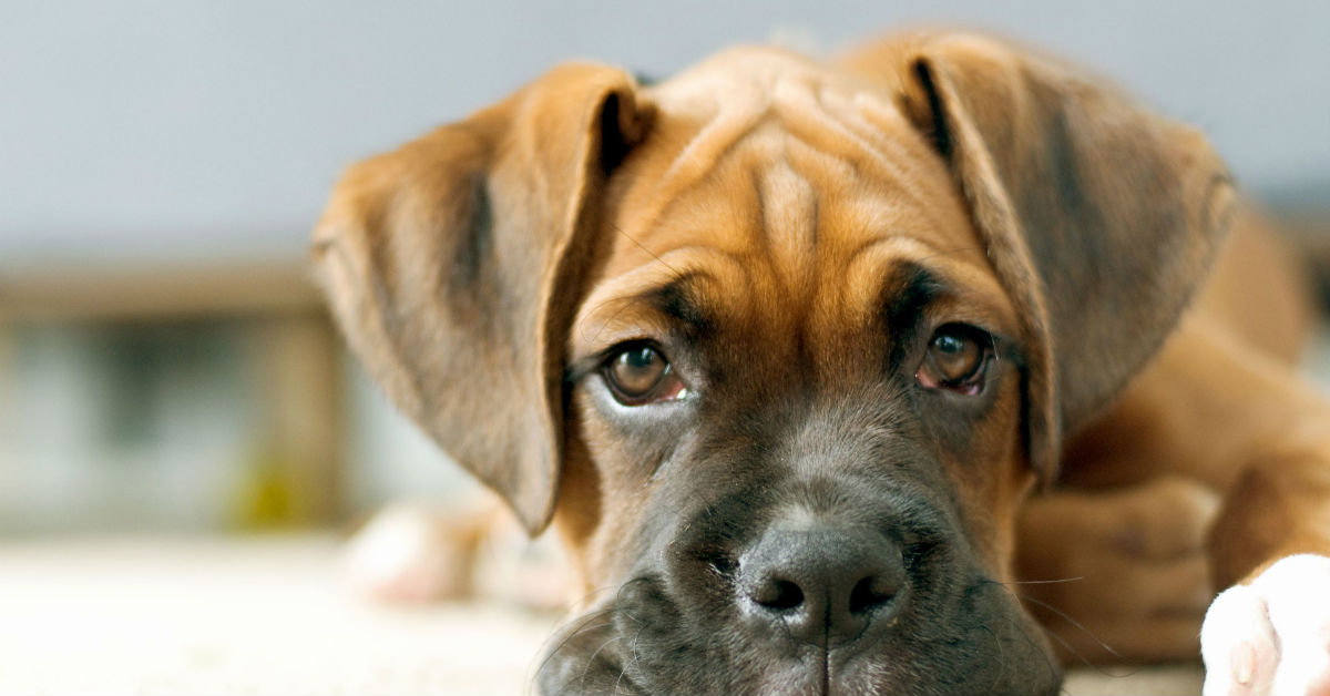 Cani che rimangono cuccioli più a lungo: quali sono?