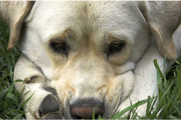 cane coricato