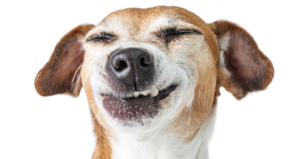 Barzellette sui cani: quattro risate con (e su) Fido