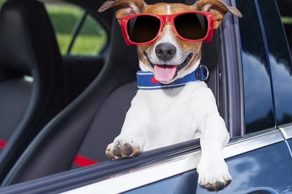 cane al volante