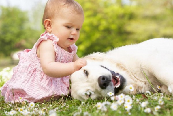 un labrador viene accarezzato da una bimba