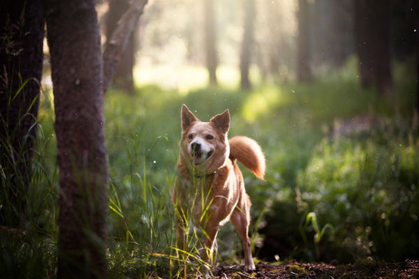 cane nel bosco