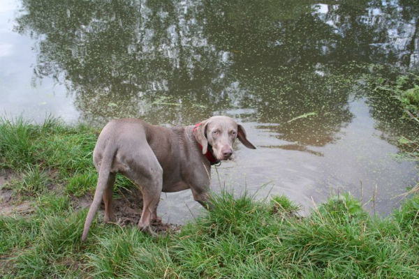 cane sul lago