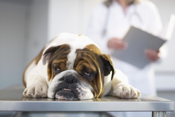 bulldog sul tavolo operatorio del veterinario