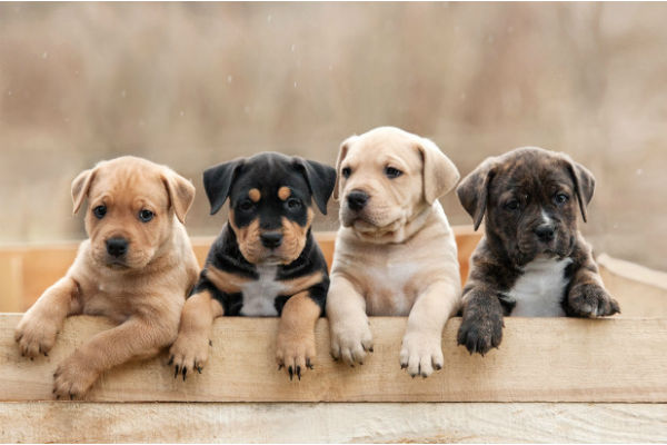 cuccioli di cane