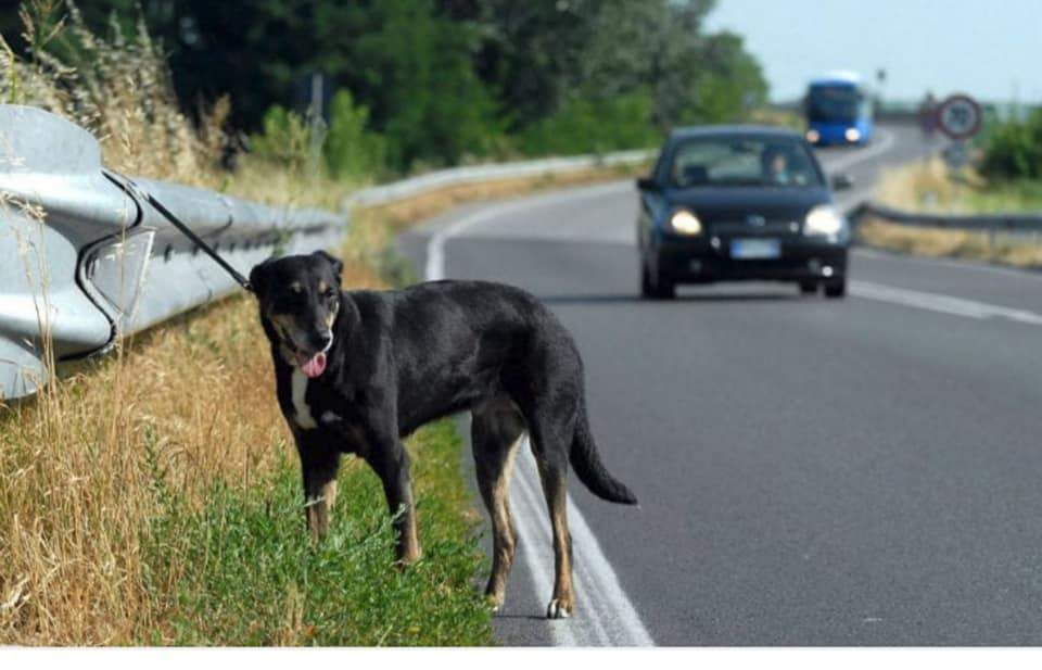 cane-abbandonato-autostrada