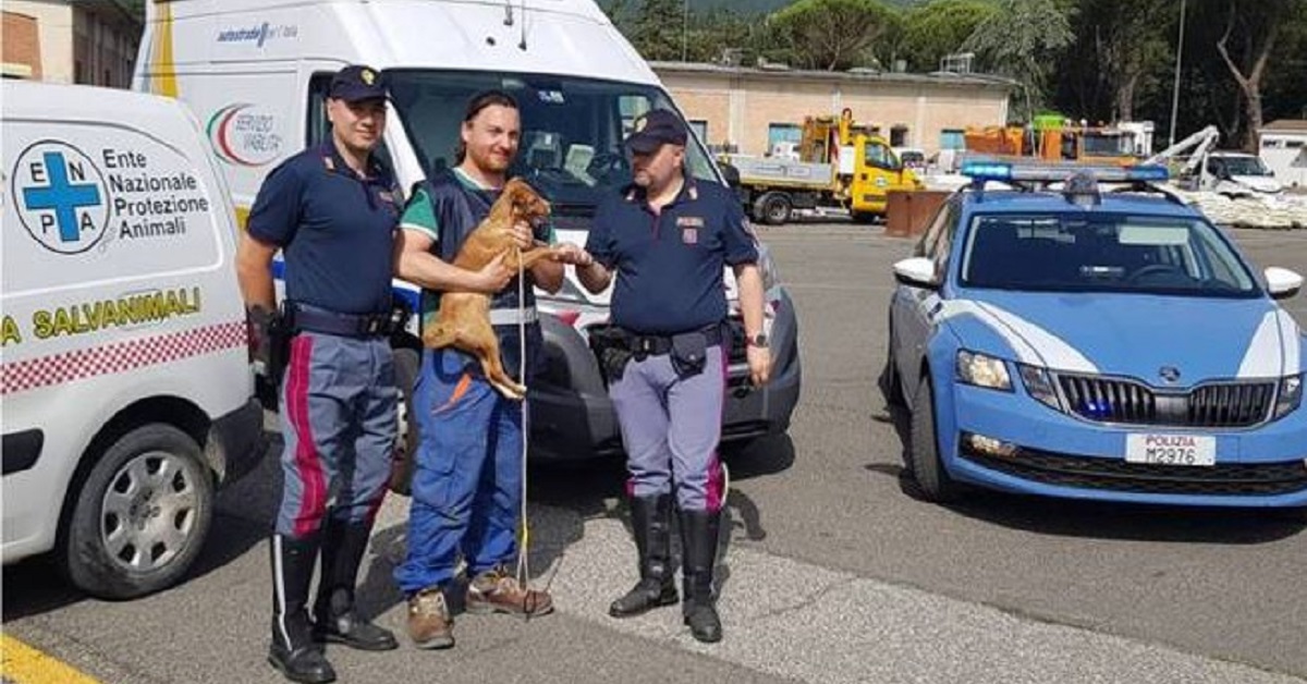 Cane abbandonato sotto il sole in autostrada