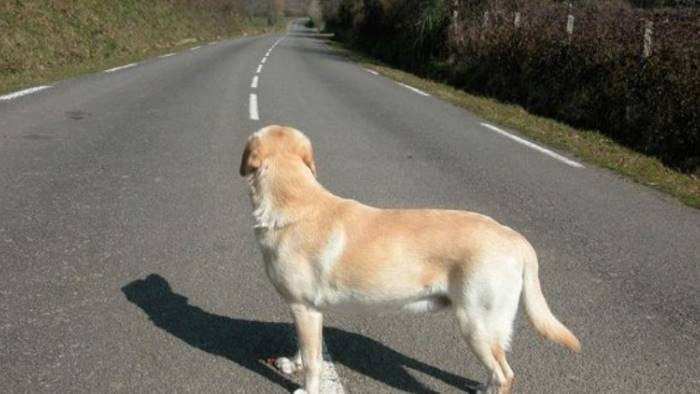 cane-abbandonato-strada