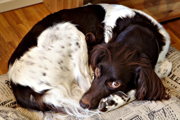 un cane nella sua cuccia annoiato