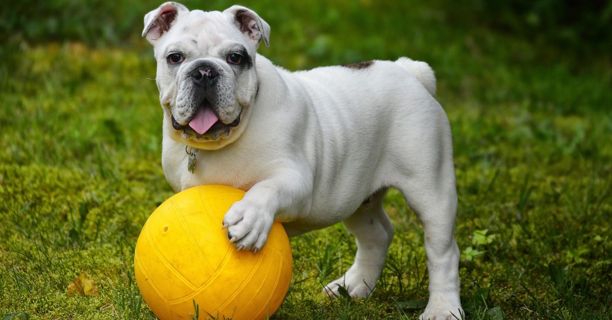 Far imparare al cane i nomi degli oggetti: si può