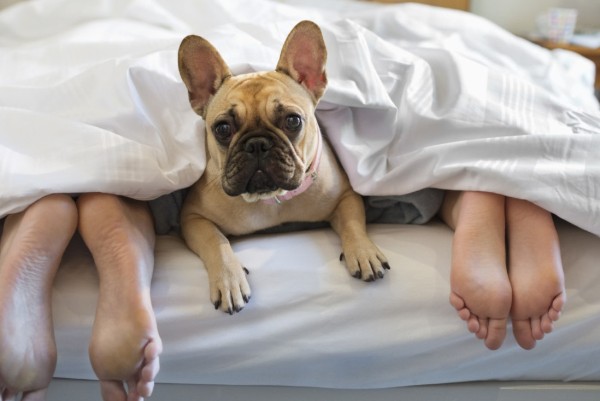 cane sul letto tra le gambe