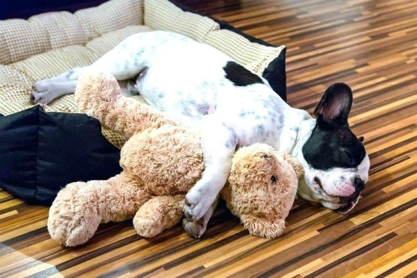 cucciolo di cane dove dorme