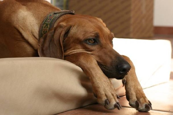 un cane accucciato