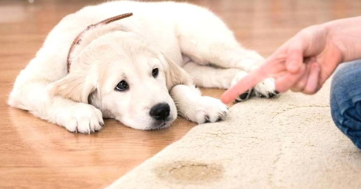 Cane castrato fa pipì ovunque: che succede?