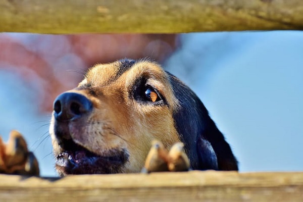 cane dietro staccionata