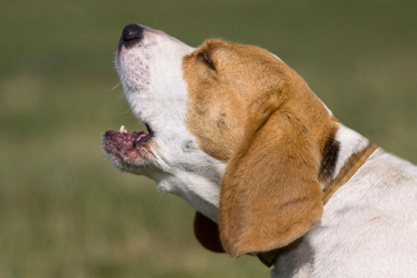 cane beagle