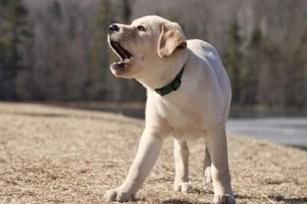 latrato del cane