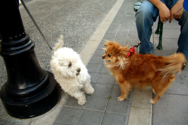 cani piccoli