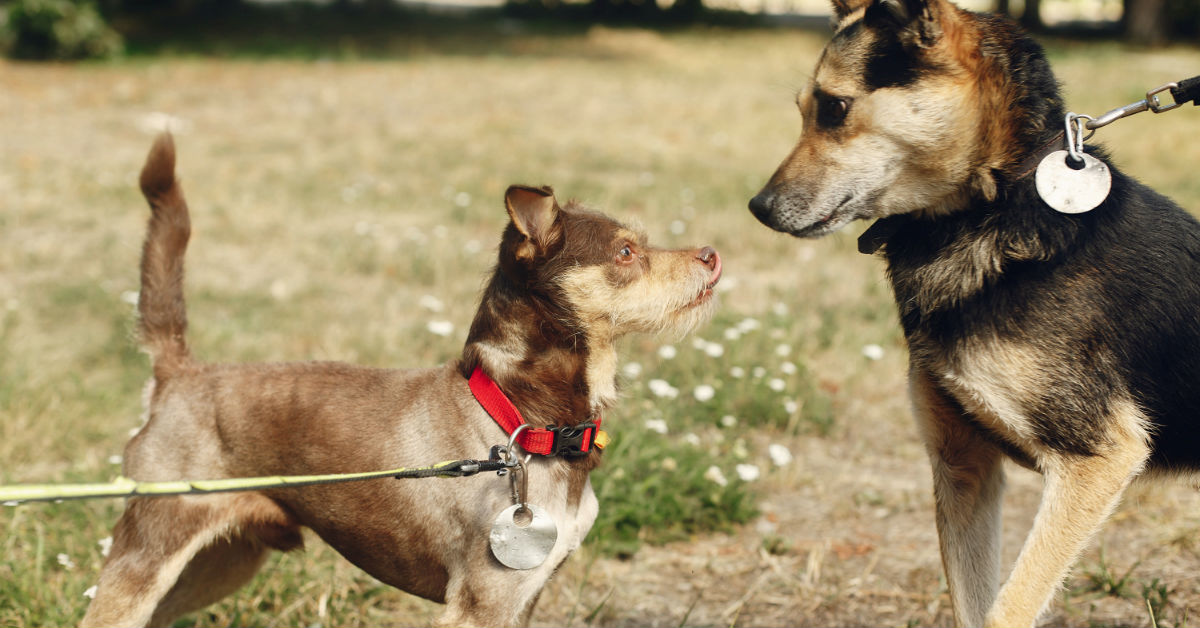 Cane che bullizza gli altri cani: che fare?
