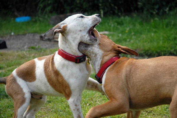 cani che giocano