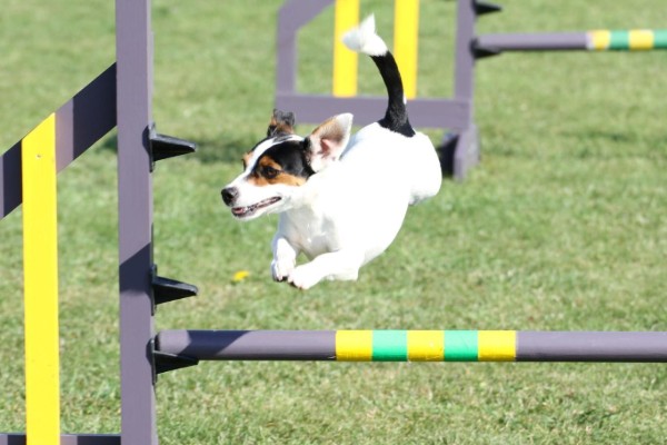 cane su percorso di agility