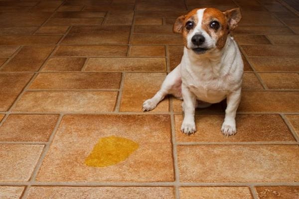 cane e pozzanghera di pipì