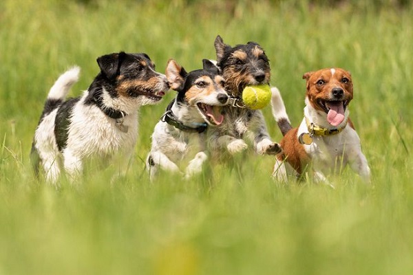 cani che si divertono