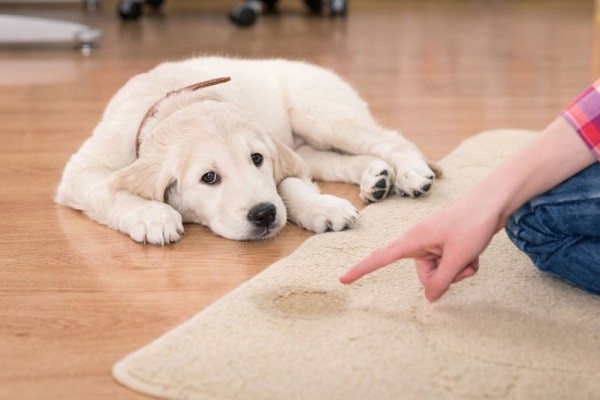 cane che ha fatto la pipì sul tappeto